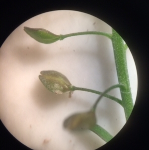 Lepidium pseudotasmanicum at Watson, ACT - 25 Jul 2020