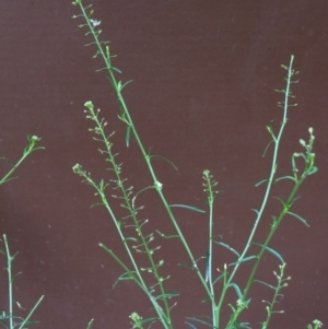 Lepidium pseudotasmanicum at Watson, ACT - 25 Jul 2020