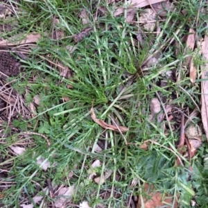 Lepidium pseudotasmanicum at Watson, ACT - 25 Jul 2020