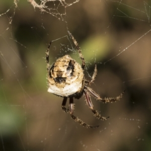 Araneinae (subfamily) at Higgins, ACT - 27 Dec 2020