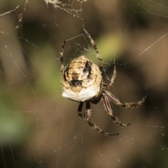 Araneinae (subfamily) at Higgins, ACT - 27 Dec 2020