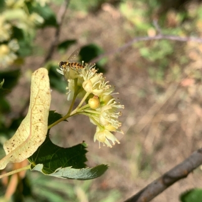 Sphaerophoria sp. (genus) (A hoverfly) at Murrumbateman, NSW - 31 Dec 2020 by SimoneC