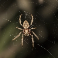 Hortophora sp. (genus) (Garden orb weaver) at Higgins, ACT - 27 Dec 2020 by AlisonMilton