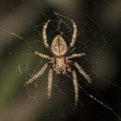 Hortophora sp. (genus) at Higgins, ACT - 27 Dec 2020