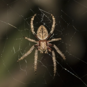 Hortophora sp. (genus) at Higgins, ACT - 27 Dec 2020