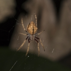 Araneinae (subfamily) at Higgins, ACT - 27 Dec 2020