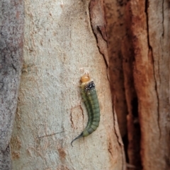 Lophyrotoma sp. (genus) at Cook, ACT - 31 Dec 2020