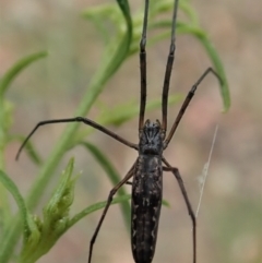 Tetragnatha demissa (Tetragnatha demissa) at Cook, ACT - 31 Dec 2020 by CathB