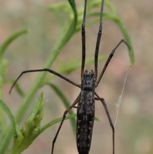 Tetragnatha demissa at Cook, ACT - 31 Dec 2020 11:43 AM