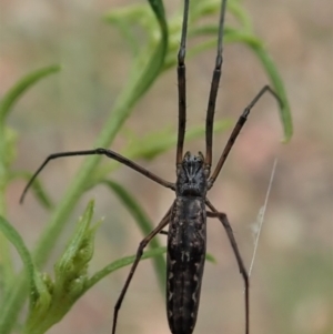 Tetragnatha demissa at Cook, ACT - 31 Dec 2020