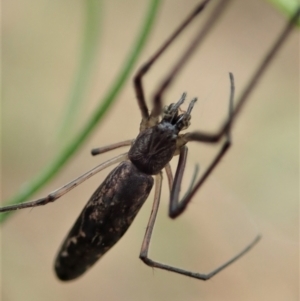 Tetragnatha demissa at Cook, ACT - 31 Dec 2020