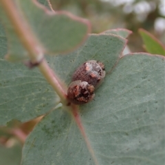 Paropsisterna m-fuscum at Holt, ACT - 31 Dec 2020