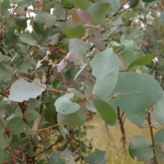 Paropsisterna m-fuscum at Holt, ACT - 31 Dec 2020