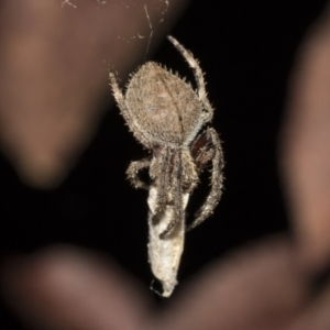 Hortophora transmarina at Higgins, ACT - 27 Dec 2020