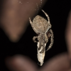 Hortophora transmarina at Higgins, ACT - 27 Dec 2020