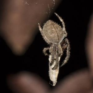 Hortophora transmarina at Higgins, ACT - 27 Dec 2020