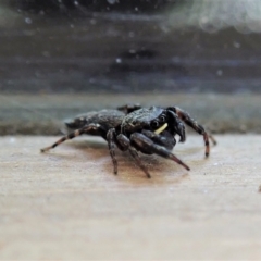 Salticidae (family) (Jumping spider) at Cook, ACT - 17 Dec 2020 by CathB