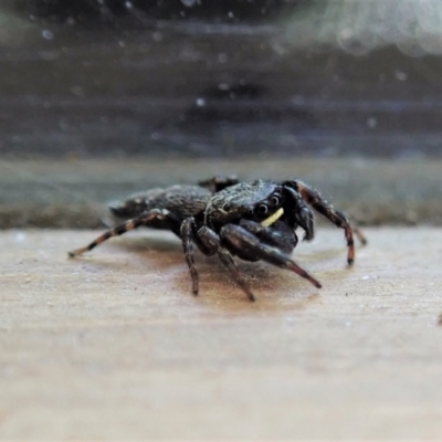 Salticidae (family) (Jumping spider) at Cook, ACT - 17 Dec 2020 by CathB