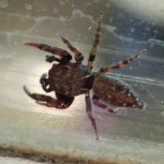 Salticidae (family) at Cook, ACT - suppressed