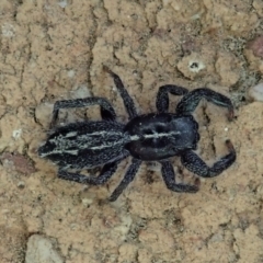 Ocrisiona leucocomis at Cook, ACT - suppressed