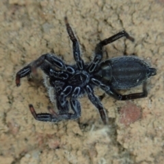 Ocrisiona leucocomis at Cook, ACT - suppressed