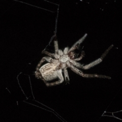 Badumna (genus) (Lattice-web spider) at Higgins, ACT - 27 Dec 2020 by AlisonMilton