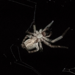 Badumna sp. (genus) (Lattice-web spider) at Higgins, ACT - 27 Dec 2020 by AlisonMilton