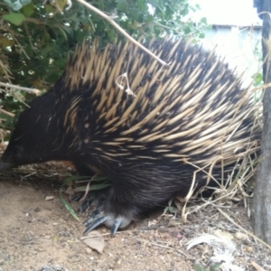 Tachyglossus aculeatus at Symonston, ACT - 31 Dec 2020