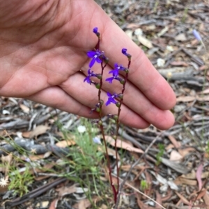 Lobelia dentata/gibbosa at Carwoola, NSW - 1 Jan 2021