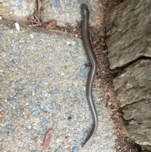 Hemiergis talbingoensis at Symonston, ACT - 23 Mar 2018