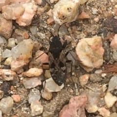 Lygaeidae (family) (Seed bug) at Downer, ACT - 1 Jan 2021 by Ned_Johnston