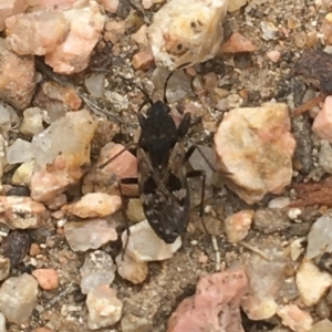 Lygaeidae (family) at Downer, ACT - 1 Jan 2021 12:06 PM