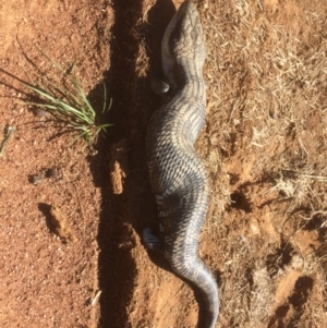 Tiliqua scincoides scincoides at Symonston, ACT - 10 Feb 2019