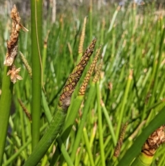 Eleocharis sphacelata (Tall Spike-rush) at Currawang, NSW - 31 Dec 2020 by camcols