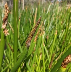 Eleocharis sphacelata (Tall Spike-rush) at Currawang, NSW - 31 Dec 2020 by camcols