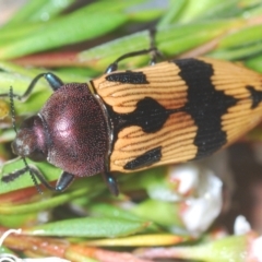 Castiarina ochreiventris (A jewel beetle) at Black Mountain - 15 Dec 2020 by Harrisi