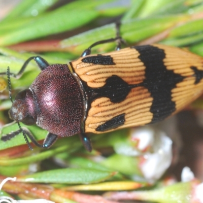 Castiarina ochreiventris (A jewel beetle) at Black Mountain - 15 Dec 2020 by Harrisi
