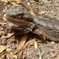 Pogona barbata (Eastern Bearded Dragon) at Aranda, ACT - 1 Jan 2021 by KMcCue
