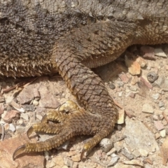 Pogona barbata at Aranda, ACT - suppressed
