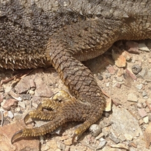 Pogona barbata at Aranda, ACT - suppressed