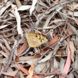 Heteronympha merope at Aranda, ACT - 1 Jan 2021 11:37 AM