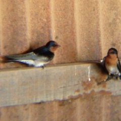 Hirundo neoxena (Welcome Swallow) at Symonston, ACT - 3 Jul 2019 by CallumBraeRuralProperty