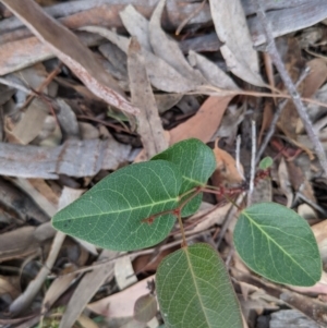 Hardenbergia violacea at Currawang, NSW - 29 Dec 2020