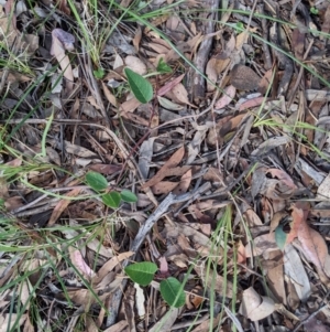 Hardenbergia violacea at Currawang, NSW - 29 Dec 2020