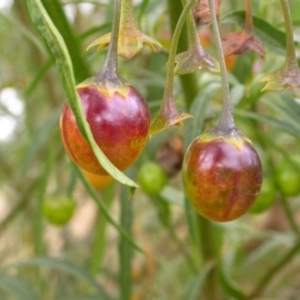 Solanum linearifolium at Downer, ACT - 1 Jan 2021 01:24 PM