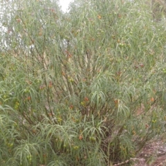 Solanum linearifolium at Downer, ACT - 1 Jan 2021 01:24 PM