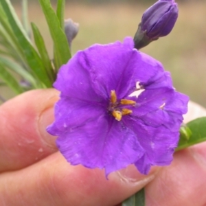 Solanum linearifolium at Downer, ACT - 1 Jan 2021 01:24 PM