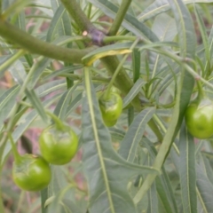 Solanum linearifolium at Downer, ACT - 1 Jan 2021 01:24 PM