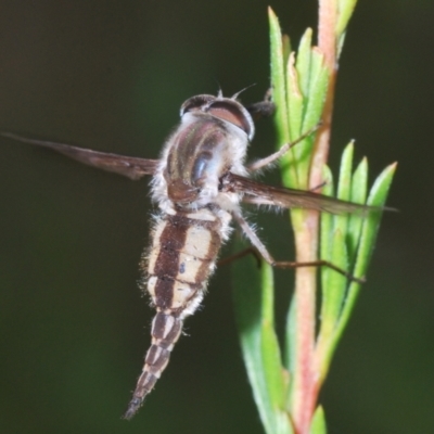 Trichophthalma nicholsoni (Nicholson's tangle-veined fly) at Paddys River, ACT - 30 Dec 2020 by Harrisi