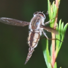 Trichophthalma nicholsoni at Paddys River, ACT - 30 Dec 2020